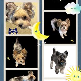 Yorkshire Terrier puppies from Melissa's Paw Impressions