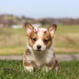 Daisy - White and fawn female Pembroke Welsh Corgi puppy in Sugarcreek, Ohio from Admar Canines