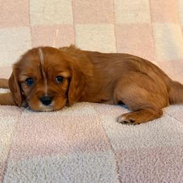 Sabrina (light pink collar) - Ruby female Cavalier King Charles Spaniel puppy in Acworth, Georgia from Cumberland Cavaliers