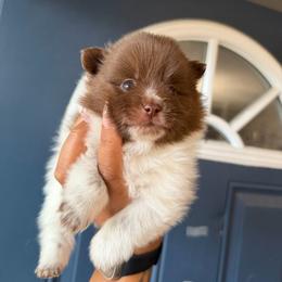 Boy 2 - Chocolate parti male Pomeranian puppy in Woonsocket, Rhode Island from Precious Paws by Jai