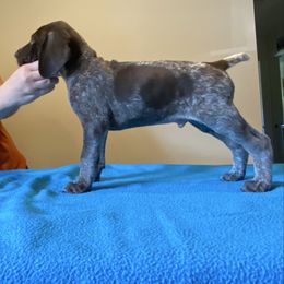 Americana - Liver roan male German Shorthaired Pointer puppy in Renfrew, Pennsylvania from Lauren's German Shorthaired Pointers