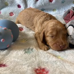 Australian Labradoodle and Double Doodle Puppies from Little Kingdom Doodles