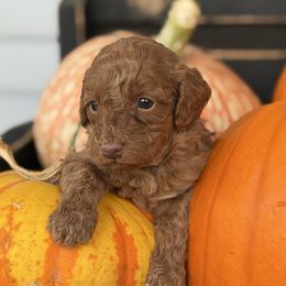 Female 1 - Red  female Poodle puppy in Bettendorf, Iowa from Red Door Poodles