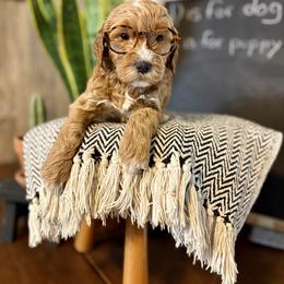Boy 1 - Apricot male Goldendoodle puppy in Washington, Illinois from Lola Bear Goldendoodles