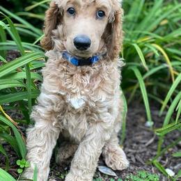 Poodle Puppies from Kurtz Poodles