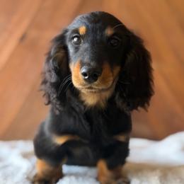 Norman - Black and tan male Dachshund puppy in Pflugerville, Texas from Dream A Dream Dachshunds