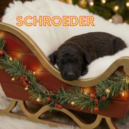 Schroeder - Black male Goldendoodle puppy in Sterling, Connecticut from Justine’s Retrievers and Doodles