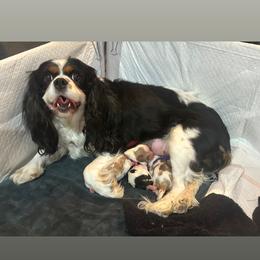 Toast - Blenheim male Cavalier King Charles Spaniel puppy in Las Vegas, Nevada from Heaven Sent Cavaliers