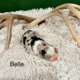 Belle - Blue merle female Australian Shepherd puppy in Vernal, Utah from Dancing M Kennels