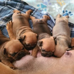French Bulldog Puppies from Spindle City Frenchies