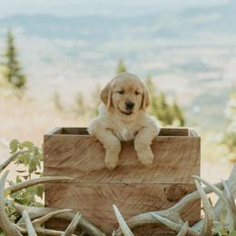Golden Retriever Puppies from Elevation Retrievers