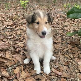 French Hen - Sable and white female Collie puppy in Bamberg, South Carolina from Shakhor Ohr Collies and Pomeranians