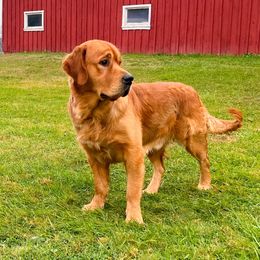 Starcadian - Golden Retriever