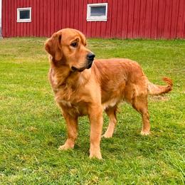 Starcadian - Golden Retriever
