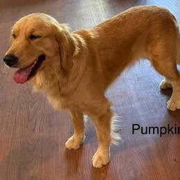 Pumpkin - Golden Retriever