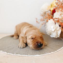 Golden Retriever Puppies from Gillit Family Goldens of NTX