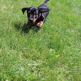 Girl 1 - Black and tan female Dachshund puppy in Craig, Colorado from Rocky Mountain Shih Tzus and Dry Creek Miniature Dachshunds