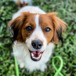 Nederlandse Kooikerhondje puppies from Emma Vescovo
