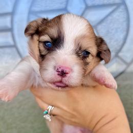 Suede - Sable merle and white male American Corgi puppy in Whitney, Texas from 5H Corgis