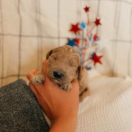George - Apricot male Goldendoodle puppy in Yukon, Oklahoma from Bows & Ties Doodles