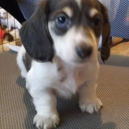 Dachshund Puppies from Pleasantdachs Minis