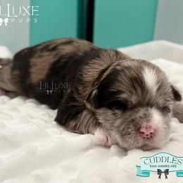 Morkie and Shorkie Puppies from Lil Luxe Pups