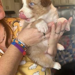 Jasper - Red merle male Australian Shepherd puppy in Williston, Florida from Over The Rainbow Aussies