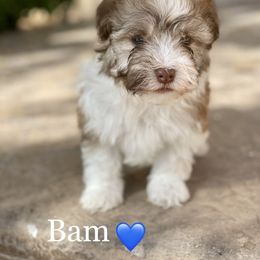 Havanese Puppies from Havan Sent Havanese