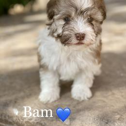 Havanese Puppies from Havan Sent Havanese