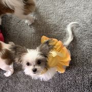 Mi-Ki Puppies from Magical Mi-Kis