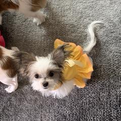 Mi-Ki Puppies from Magical Mi-Kis