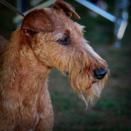 Irish Terrier All Grown Up from Woodley Meadows