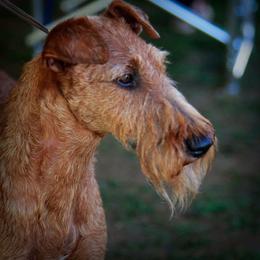 Irish Terrier All Grown Up from Woodley Meadows
