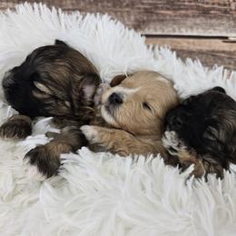 Cavapoo and Maltipoo Puppies from CountryLaneDoodles