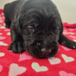 Pink Girl - Black female Labrador Retriever puppy in Elk Grove, California from Labrador Trails
