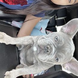 French Bulldog All Grown Up from Chroma-Hy Bullyz