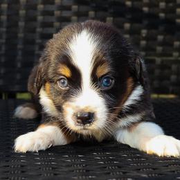 Apollo - Black tri male Miniature Australian Shepherd puppy in Guthrie, Oklahoma from Raised Right Pups