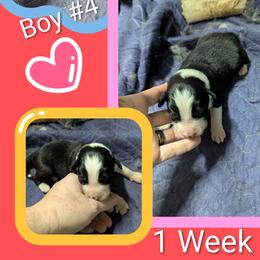 Australian Shepherd and Great Dane Puppies from AEW Farm