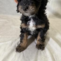 Cockapoo and Goldendoodle Puppies from Jax Doodles