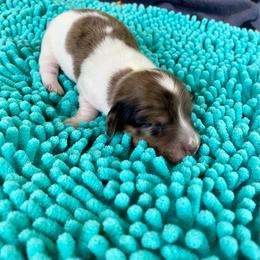 Jolene - Black and cream female Dachshund puppy in Wolf Lake, Indiana from Canisteo Dachshunds