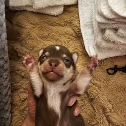 Boy 3 - Chocolate and tan male Chihuahua puppy in Meridian, Oklahoma from Crazy Love Kennels