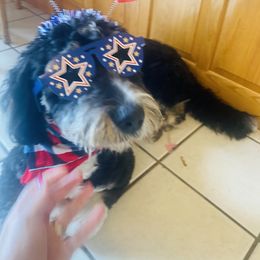 Bernedoodle and Goldendoodle All Grown Up from Happy Valley Doodles