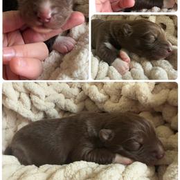 Grove - Red and white male Siberian Husky puppy in Florence, Kentucky from Moonlight Howl Huskies