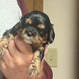 Girl 1 - Black and tan female Cavalier King Charles Spaniel puppy in Woodruff, Wisconsin from Cutesy Cavaliers