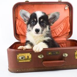 Alucard - Black and tan male Pembroke Welsh Corgi puppy in San Antonio, Texas from Moxxi's Legacy Corgis
