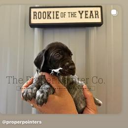 Mickey Green collar - Black roan male German Shorthaired Pointer puppy in Six Mile, South Carolina from The Proper Pointer Co.