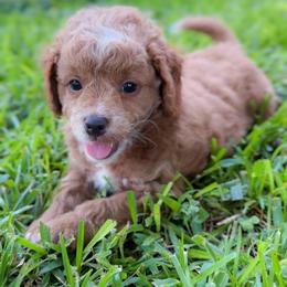 Cheddar - Red male Cockapoo puppy in Pledger, Texas from Sugarbear Cockapoos