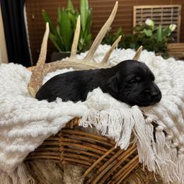 Ruger - Black male Labrador Retriever puppy in Petersboro, Utah from Chris Kolste