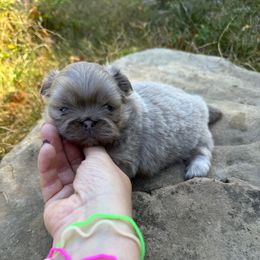 AKC Envy - Light red female Pekingese puppy in Cumming, Georgia from Imperial Pekingese