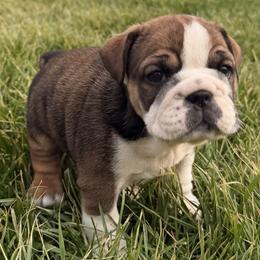 Foxy - Fallow female Bulldog puppy in Salem, Illinois from Itsabulldogthing